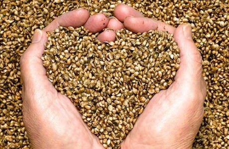 Hemp hearts in heart shape