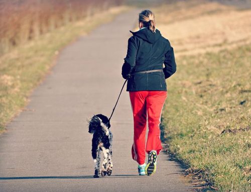 Pets Home Alone solution- exercise with your dogs